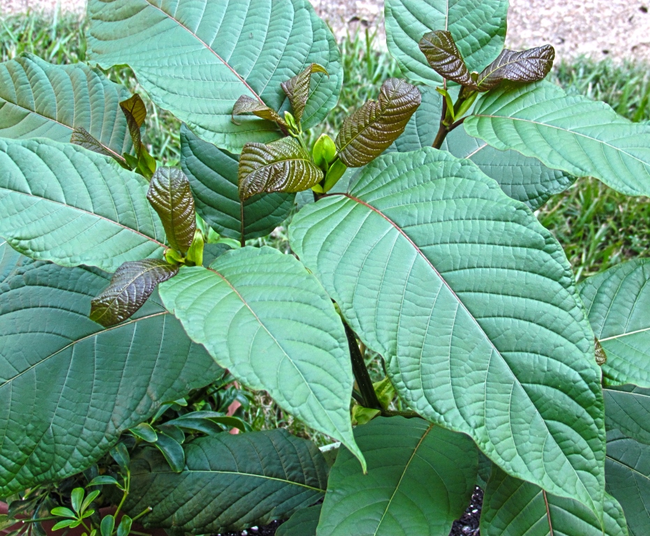 plant